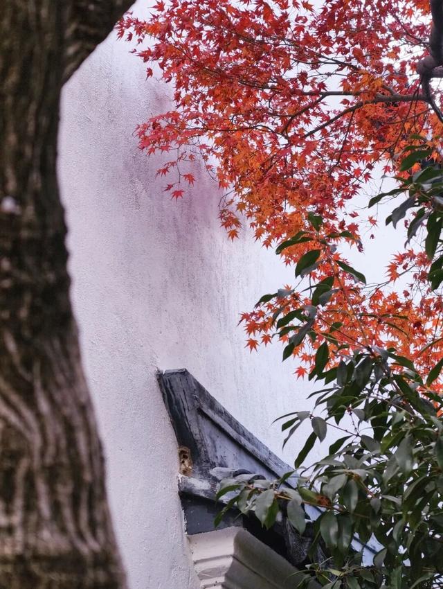 在静安，藏着一处红枫黛瓦的冬日中式美学“顶流”，猜猜在哪里？