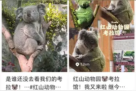 红山动物园：“六公主”要取名字了🤩图片