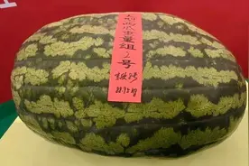 热闻丨今天吃瓜了吗？这里诞生177.9斤“瓜王”，夏天多吃瓜好处多图片