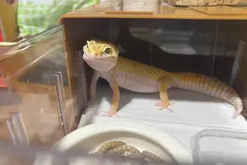 理性饲养异宠，别让喜爱变成伤害图片