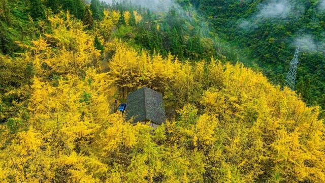 泸州银杏黄了！这些地方进入最佳观赏期