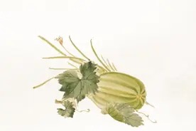 博物东坡·果蔬丨东坡盘中果蔬：人间有味是清欢图片