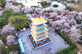 3月的武汉，等你赴一场樱花之约图片