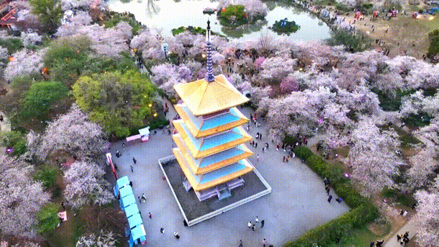 3月的武汉，等你赴一场樱花之约图片