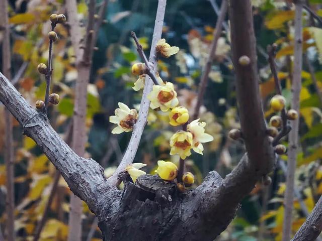 周末赏梅啦！推荐郑州这4个赏梅好去处，公交直达→