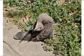 不要碰！不要碰！路边遇到这种诡异姿势的鸟，赶紧远离！人类也会感染图片