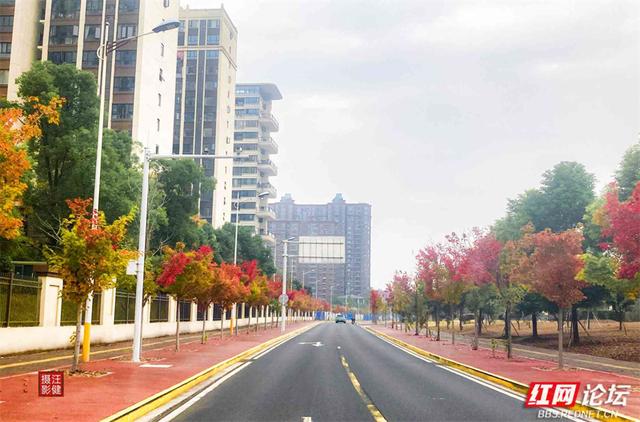 秋游时刻丨这条“双洲西路”，才是安乡秋天真正的颜值担当