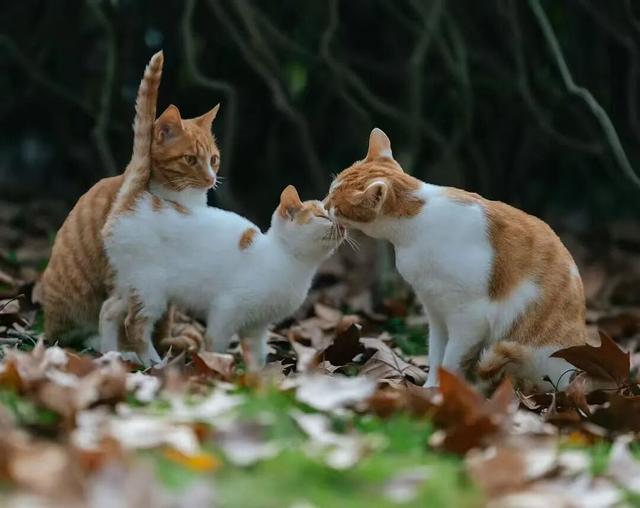 藏不住了！看一眼就“沦陷”！