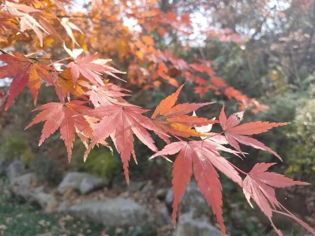 福建暖冬，又是一年好“枫”景