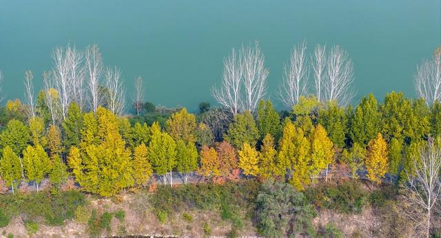河南洛阳：黄河岸边秋景美如画