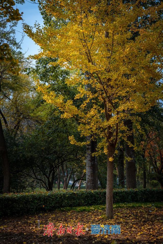 一年四季 泉在济南丨济南南郊宾馆公园：古桥红叶相辉映，满园秋意醉游人