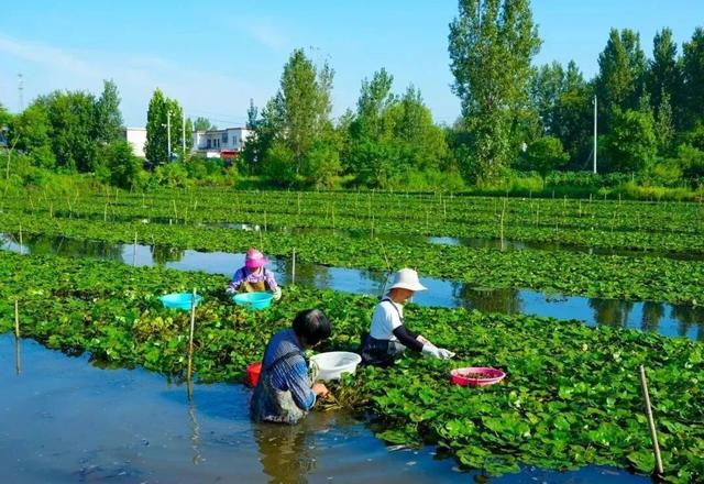 唱菱歌 划菱船 采龙菱！司马光小镇第六届采菱文化体验活动举行