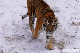 萌虎戏球，雪中乐园图片