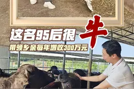 95后高州新农人养了一支“牛兵团”|我在家乡筑梦想①图片