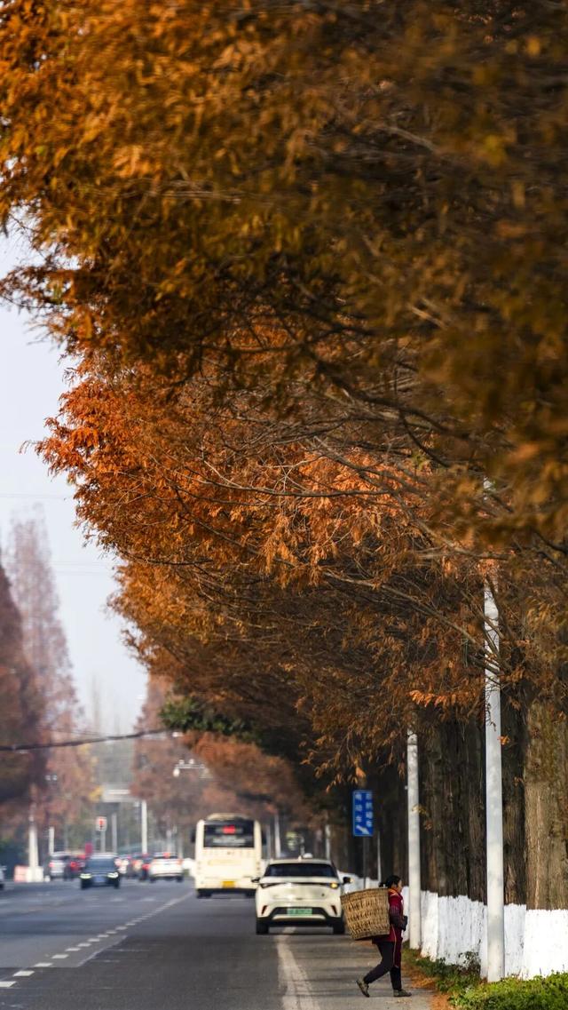 水杉红了！这片「顶流火焰」，再不看就等明年了