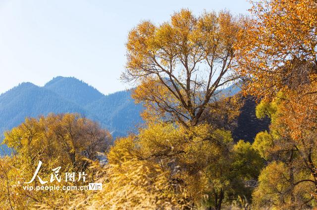 甘肃肃南：祁连山国家公园层林尽染