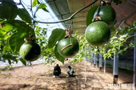 木瓜、香蕉、百香果 多种南方水果在青岛试种成功图片