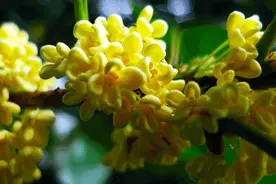 秋季限定！松江这些桂花味美食你尝过吗？图片