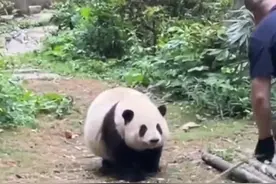 黏人精花花！等谭爷爷一起下班 网友：移动熊猫牌挂件图片