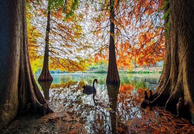 红黄渐变映湖光 燕雀湖落羽杉太美！