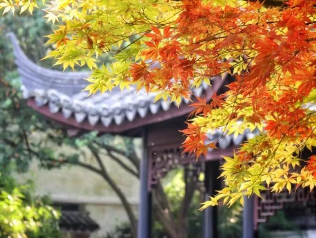 上海赏秋天花板，这波期待值拉满！