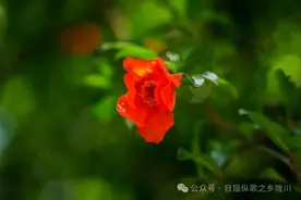 美好生活在云南｜德宏陇川：石榴花开满枝头图片