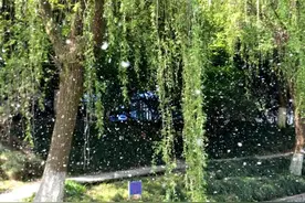 致全市业委会、物业服务企业的一封信 | 关于做好小区绿化修剪工作的通知图片