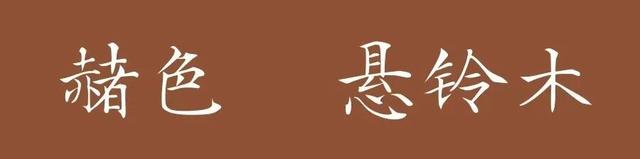 上海顶级秋景！藏着传统中国色→