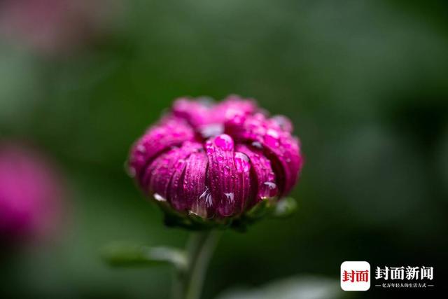 成都人民公园：700多种菊花等你来赏｜图集