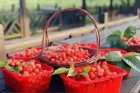 【滨海嘉年华】红了！熟了！这份樱桃采摘攻略请收好图片