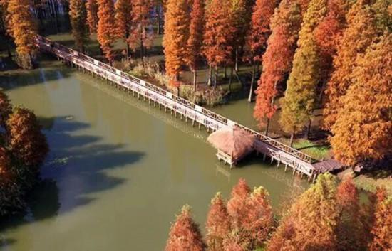 杉杉“红”了！长三角这些地方正上演视觉大秀