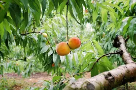 口感绵软、桃味十足……这里的早黄桃上市啦图片