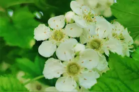 石家庄元南公园的山楂花开了图片