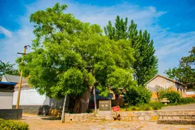 淄博那些值得打卡的“树界顶流”图片