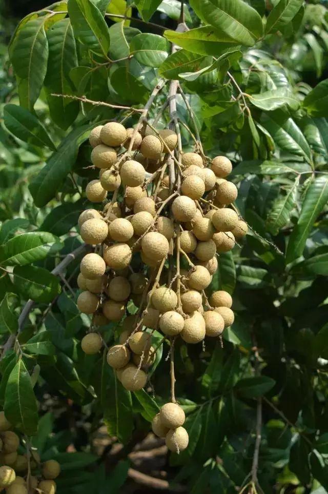 新华社携手董宇辉，走进广西的蔚蓝海岸……