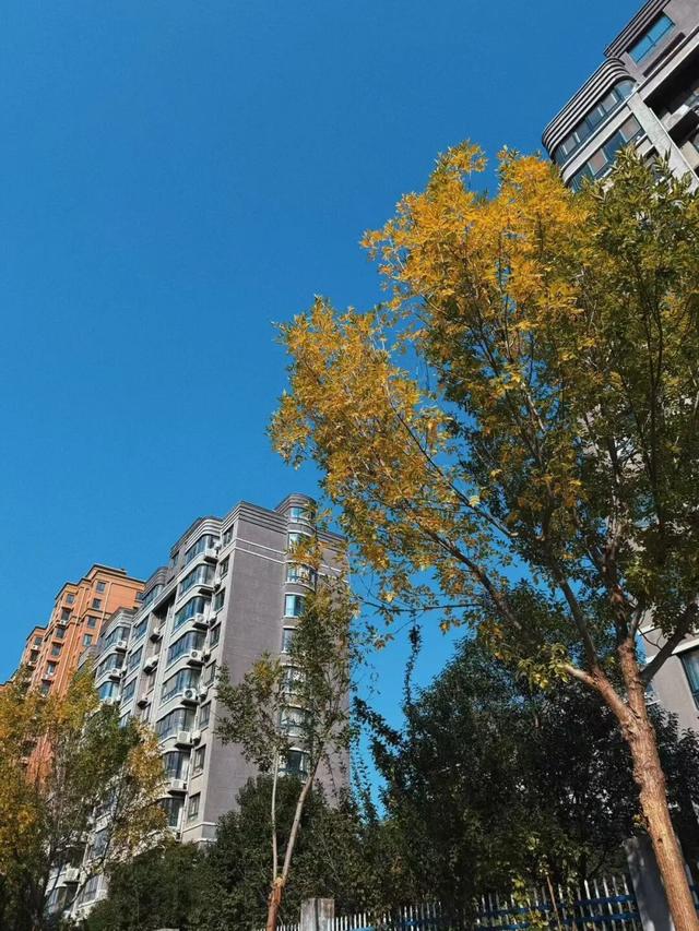 记者实拍！肥城五彩斑斓的景色，每一帧都是写给秋日的情书~
