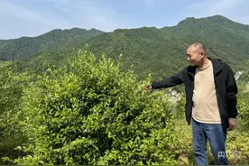 “皖”村和美  |  宿松陈汉乡：“两茶一榧”增绿富民图片
