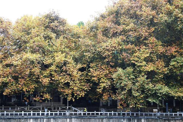 贵阳：初冬时节好风景