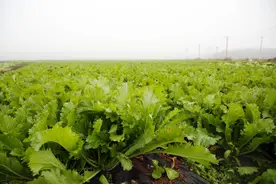 雪菜落户威宁，冷凉蔬菜品类添新“菜单”！图片