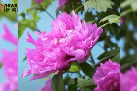 法定牡丹为中国国花？国家林草局：各方意见难统一，确定国花的时机尚未成熟图片