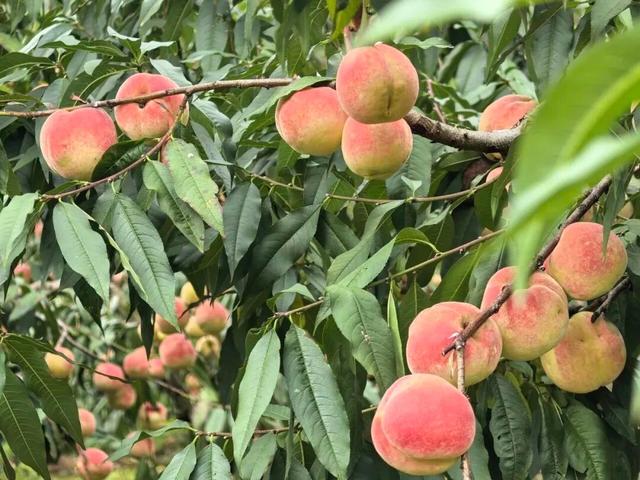 熟了熟了！周末走起！昆明采摘地图“上新”，速来eat→