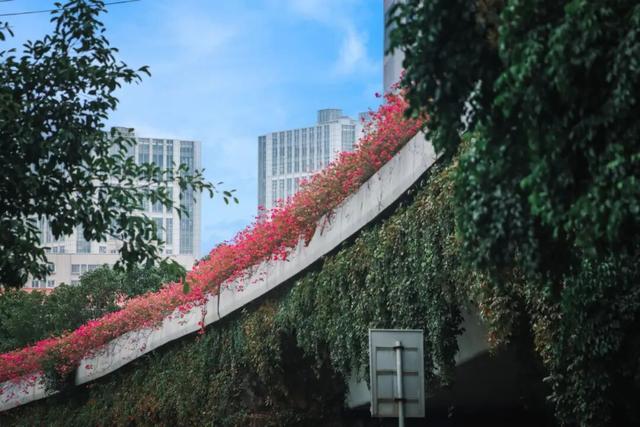 在丰泽，抬头撞见的美好......