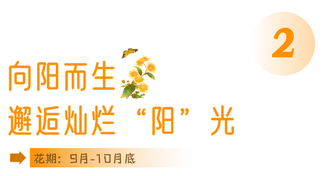 别只惦记红叶了！安徽的秋天，是五彩斑斓的！