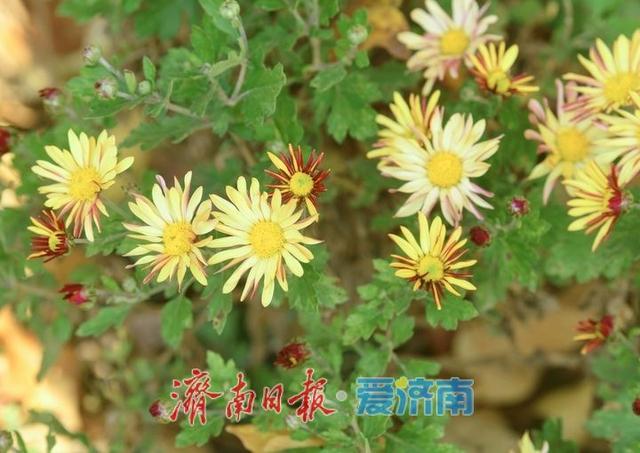 一年四季 泉在济南丨层林尽染秋意浓，“佛山赏菊”正当时