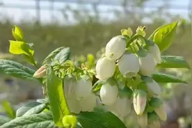 朵朵蓝莓花竞相开放 花香阵阵图片