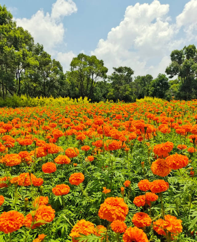 大观公园万寿菊花开正好