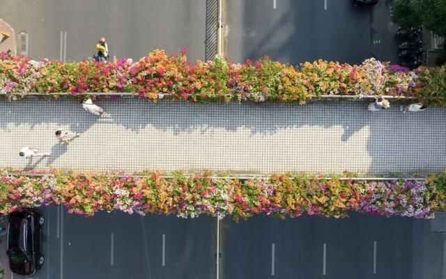 刷屏朋友圈！11月的浪漫被TA承包了，这场缤纷花事太治愈！