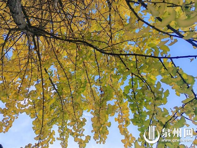 金叶万扇舞秋风：深秋 山野便染尽金色 银杏成最耀眼的主角