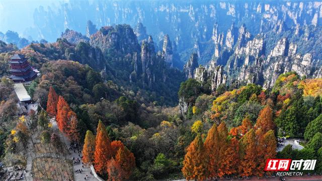 组图丨张家界国家森林公园漫山彩叶醉游人