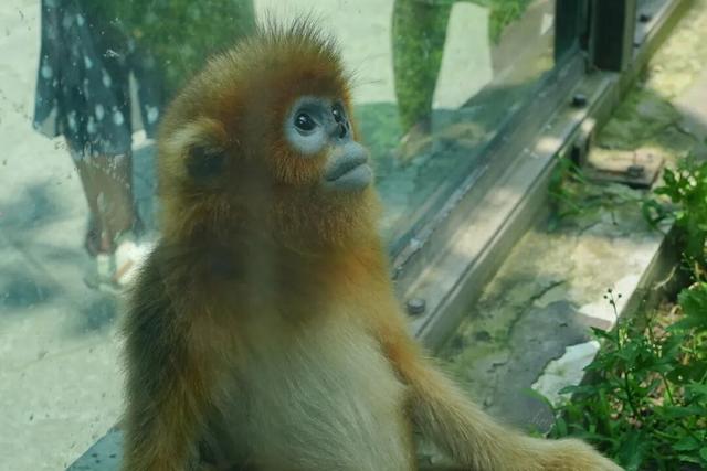 比电影还上头，重庆现实版“疯狂动物城”，超好逛！